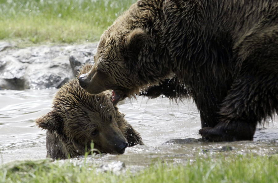 La vida de &#039;Tola&#039; y &#039;Paca&#039; en imágenes