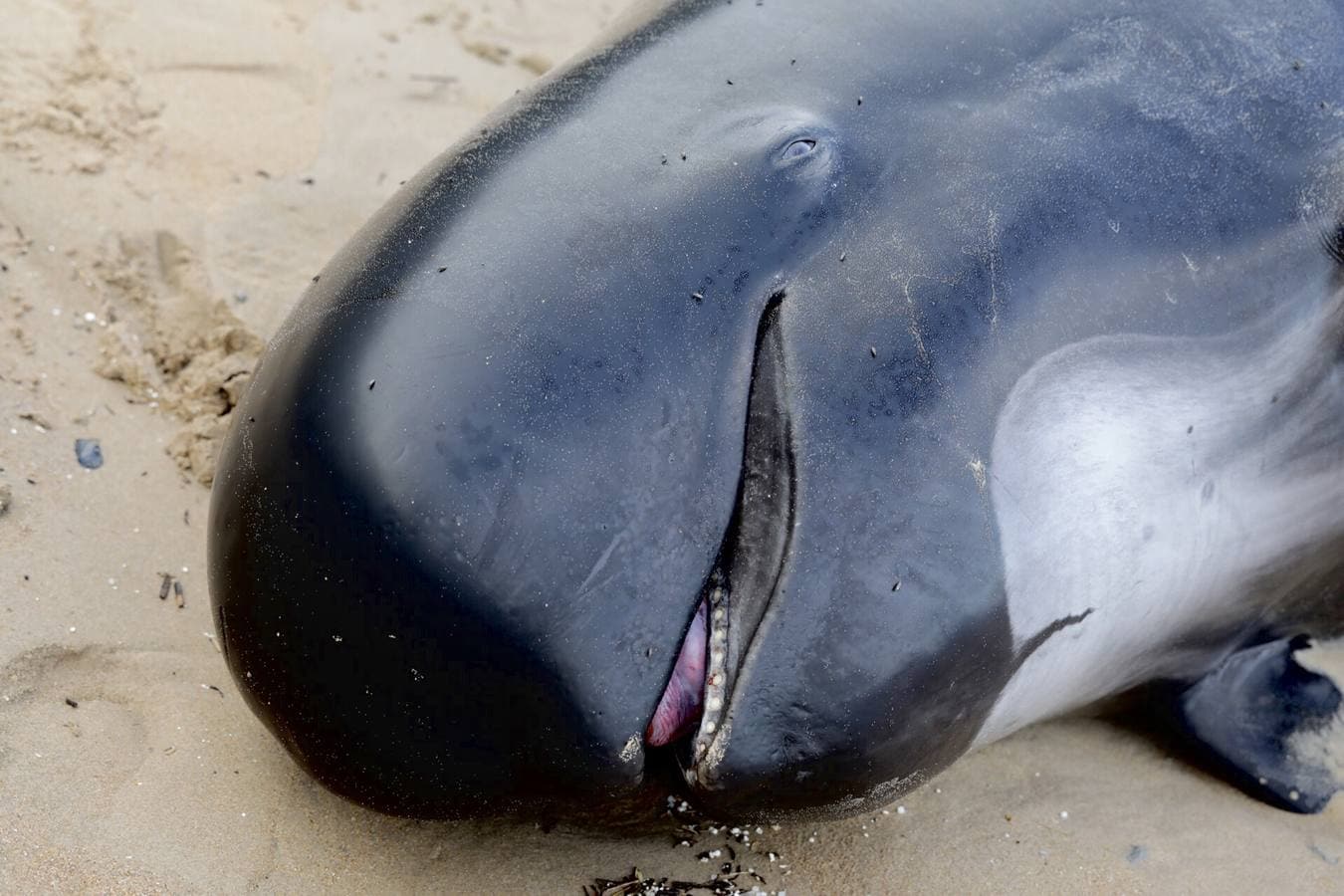 Aparece el cuerpo de un cachalote en la playa de Langre