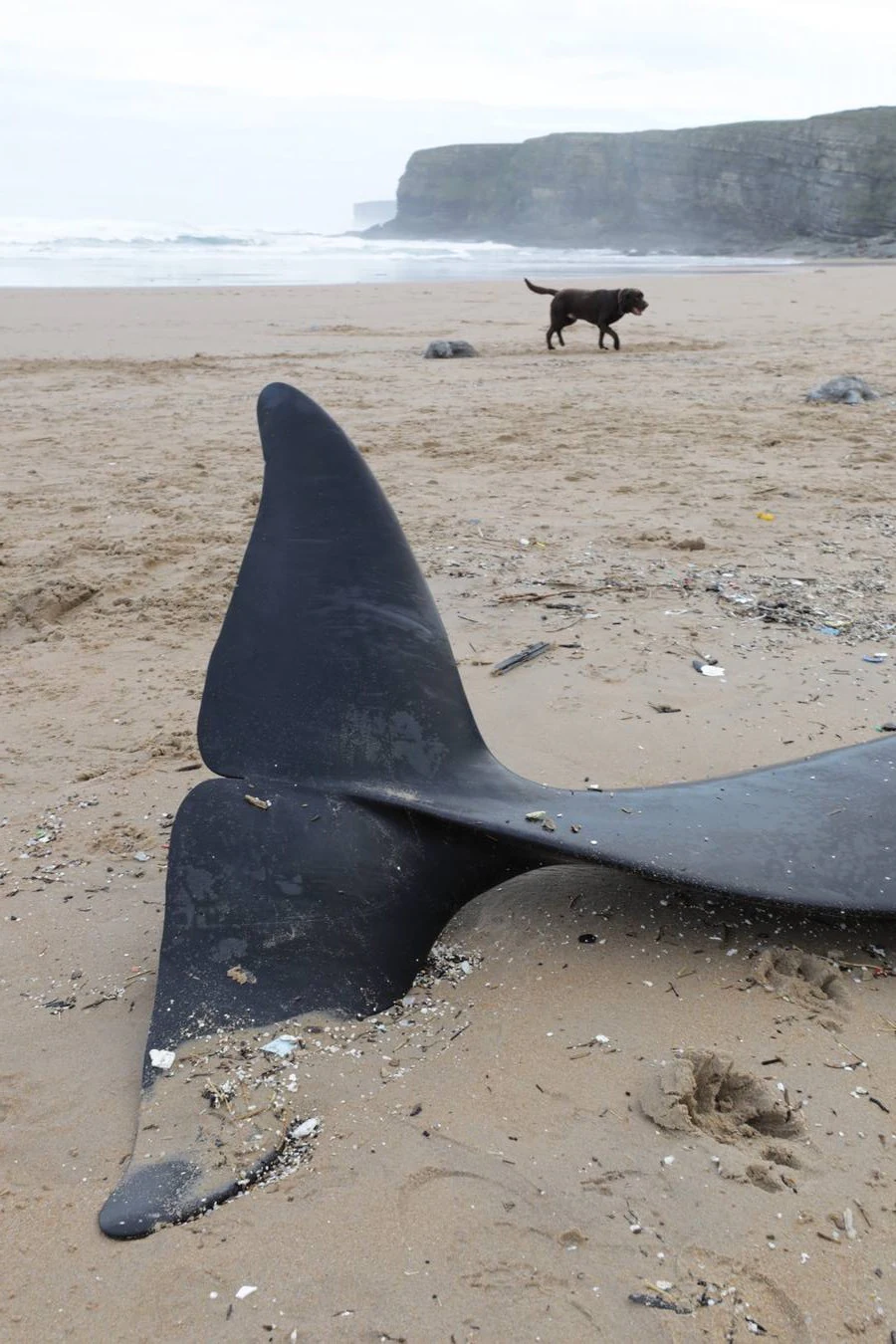 Aparece el cuerpo de un cachalote en la playa de Langre