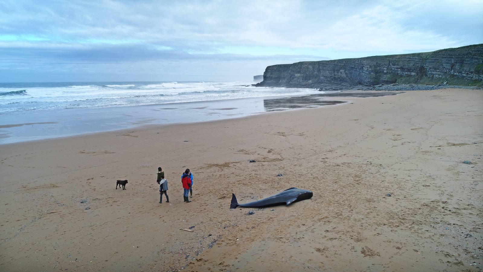 Aparece el cuerpo de un cachalote en la playa de Langre