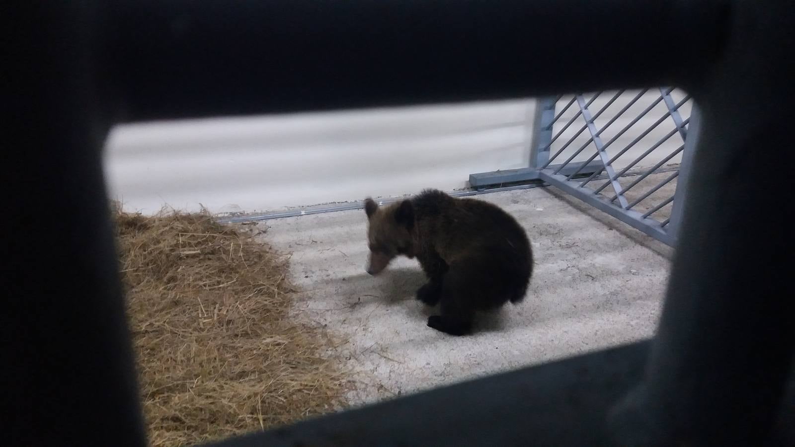 El oso ya está en el Centro de Recuperación de fauna salvaje de Villaescusa