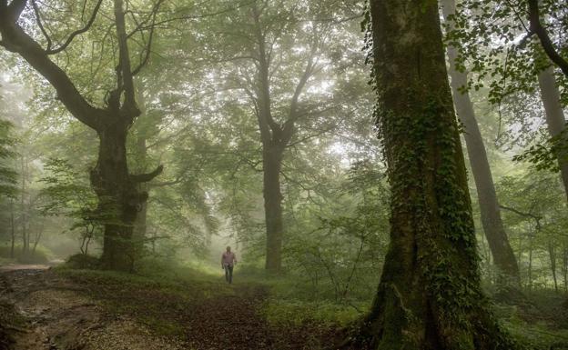 Bosque de Esles.