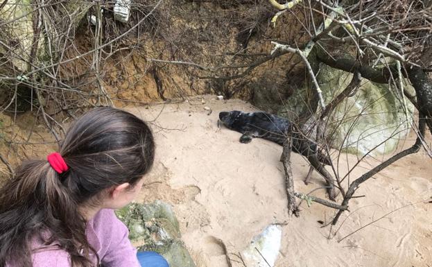 Un cachorro de foca, varado en la playa de Bikinis