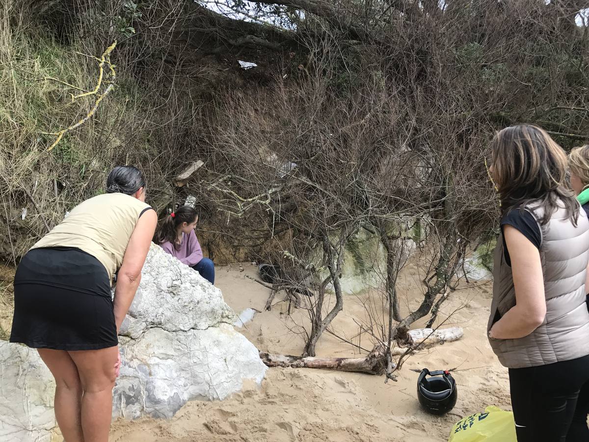 Una pequeña foca en la playa de Bikinis