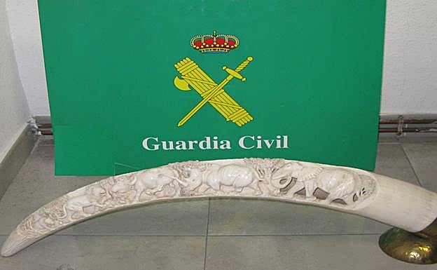 El colmillo decomisado.