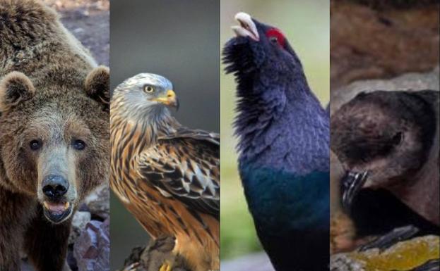 Las especies en peligro de extinción. Oso pardo, milano real, urogallo y paíño europeo