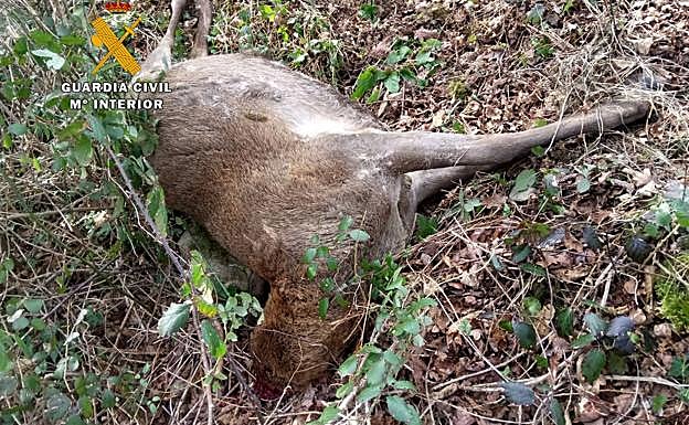 El venado, decapitado por el cazador furtivo.