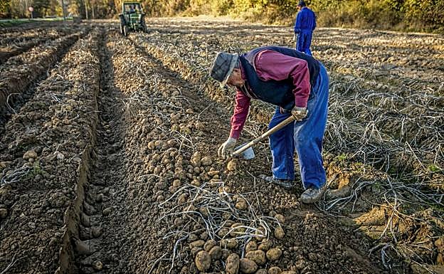 Un agricultor de Valderredible recoge patatas.
