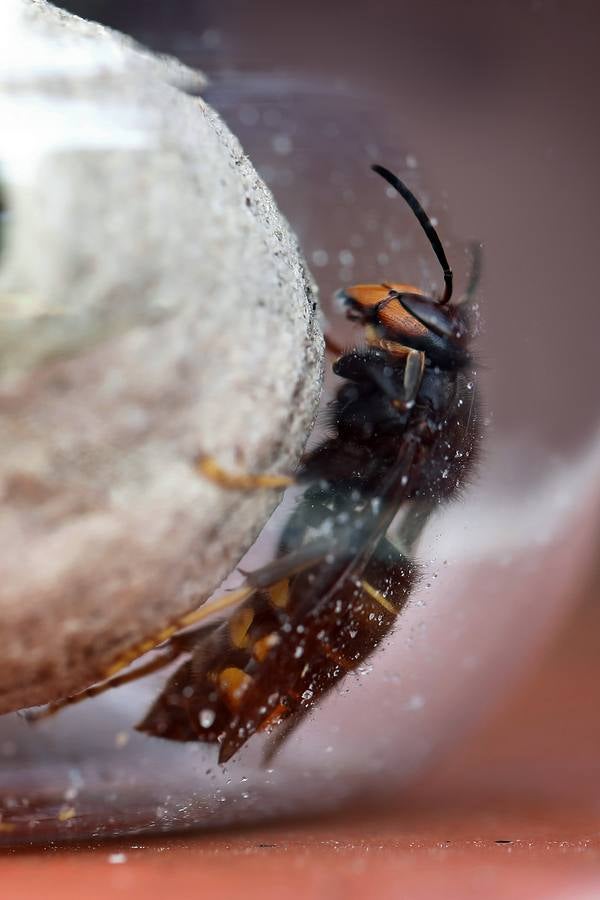 Fotos: La avispa asiática, en la intimidad de su trabajo