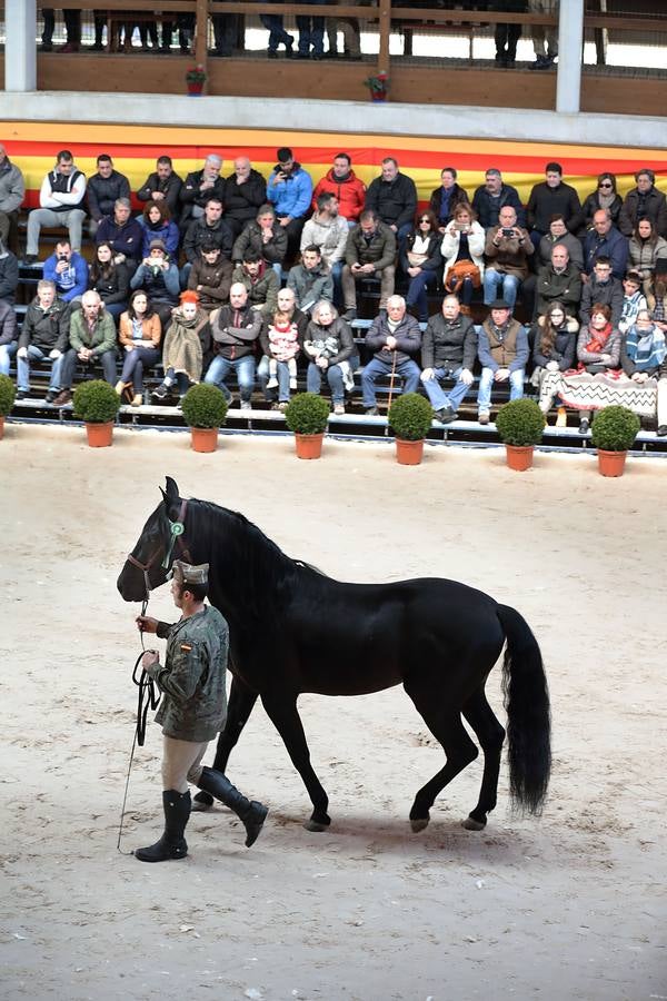 Fotos: Desfile de los sementales de la Yeguada de Ibio