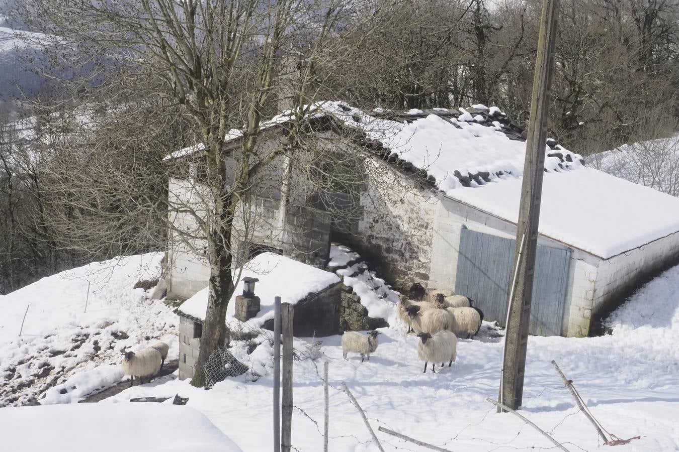 Los temporales de las últimas semanas han transformado los paisajes del interior de la región, que aparecen cubiertos por una espesa capa de nieve.