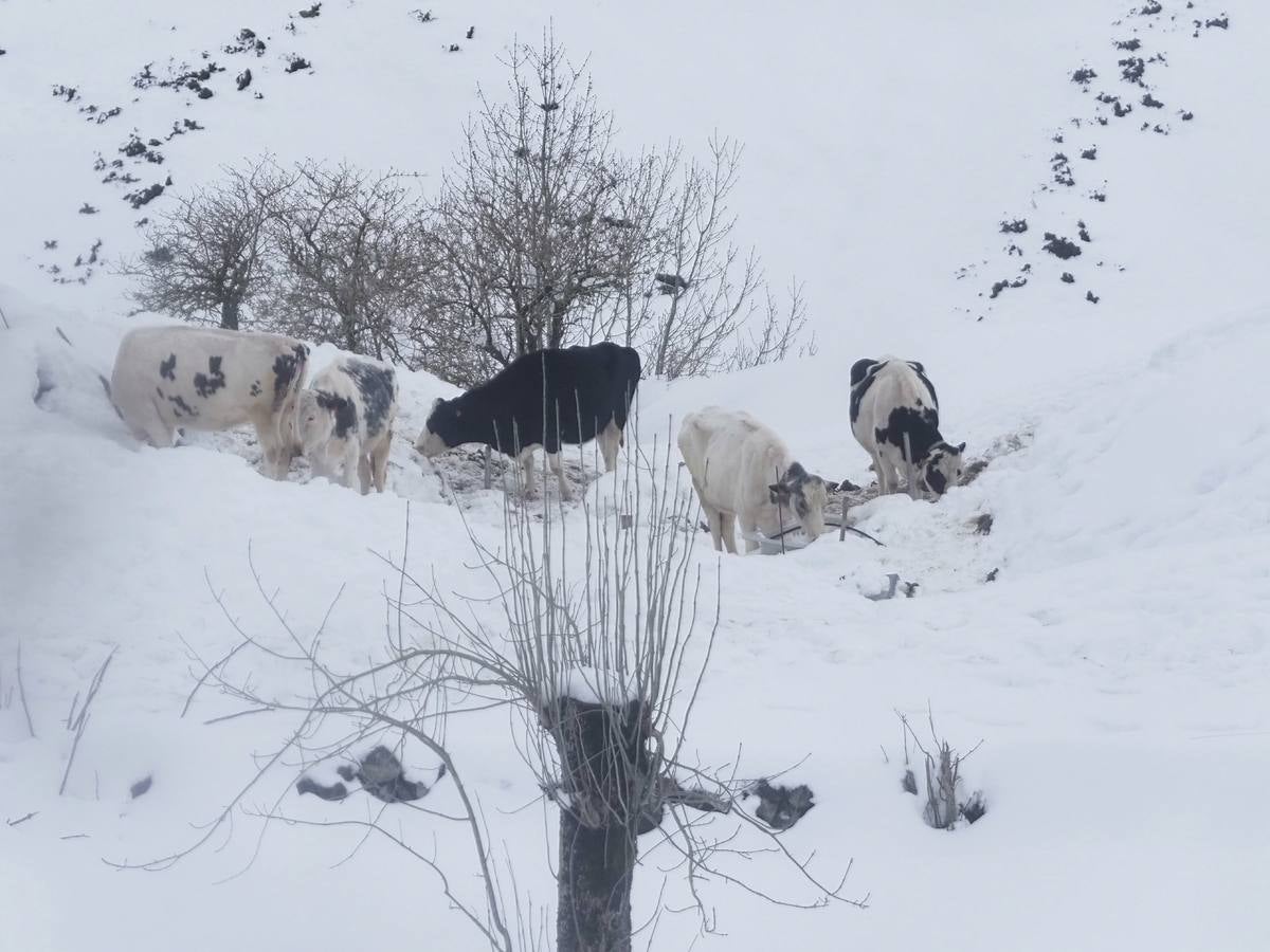 Los temporales de las últimas semanas han transformado los paisajes del interior de la región, que aparecen cubiertos por una espesa capa de nieve.