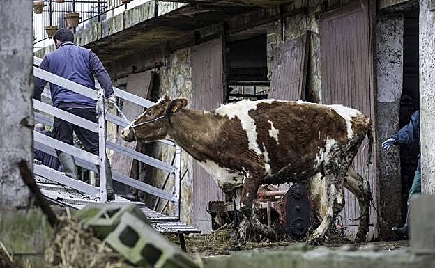 Salida de una de las vacas de la estabulación situada en el barrio La Bodega, de Gama, con destino Hazas de Cesto. 