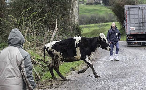Algunos ejemplares, los más jóvenes, trataron de escaparse. 