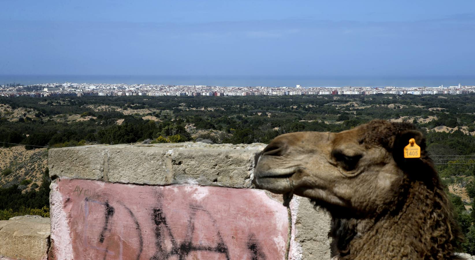 Camello en un mirador en la carretera de acceso a Essaouira.