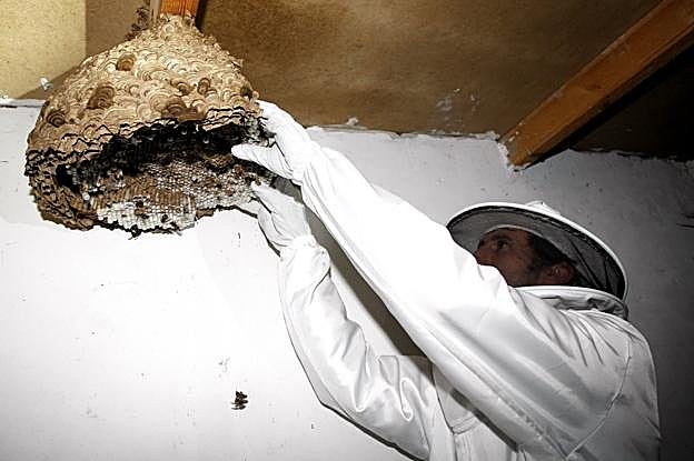 Un especialista retira un nido de avispa asiática en el interior de un garaje. 