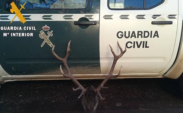 Cabeza de ciervo intervenida al cazador cántabro.