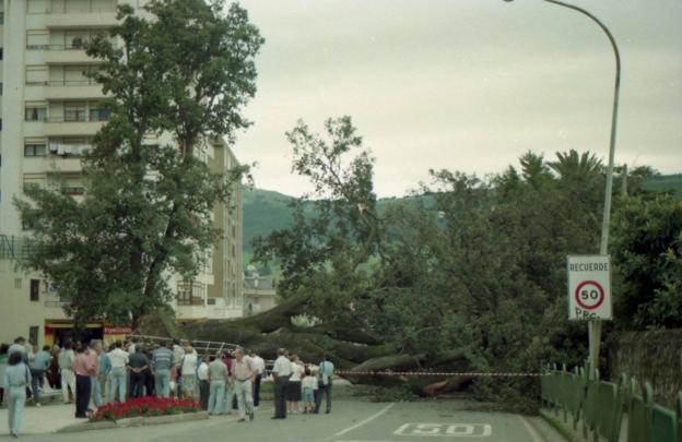 La encina centenaria cayó sobre la carretera nacional en los años ochenta.