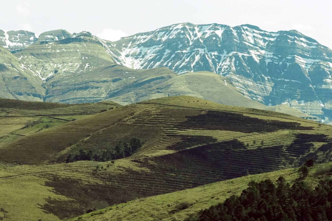 Tras el duro invierno que dejó media Cantabria bajo la nieve, con la llegada de la primavera el verde recobra su protagonismo en la región,