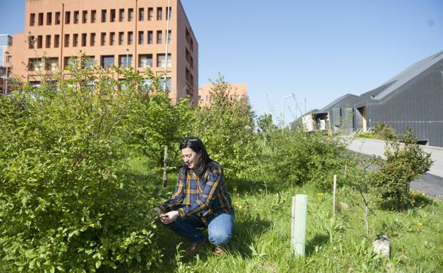 Virginia Carrancedo, directora de la Oficina Ecocampus, muestra el resultado de una de las plantaciones ejecutadas en Las Llamas. 