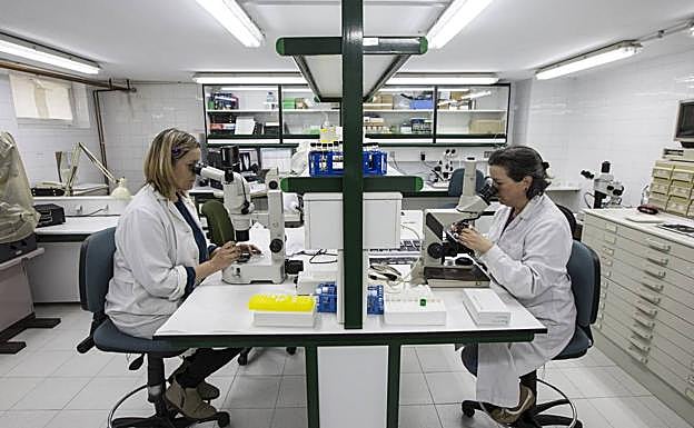Dos trabajadoras técnicas analizan muestras en el laboratorio que el Instituto Español de Oceanografía tiene junto a la playa de Los Peligros.