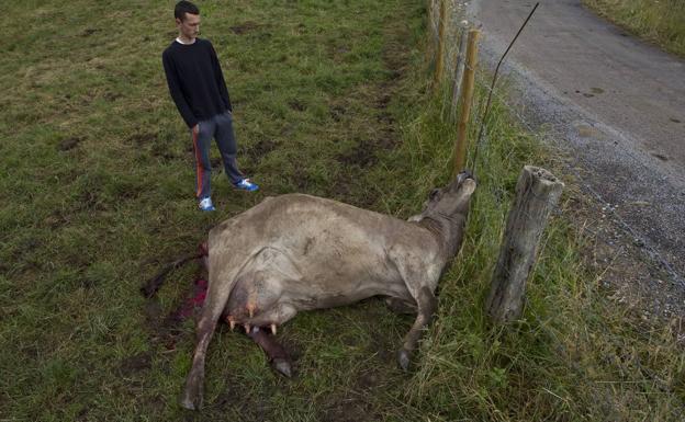 Imagen principal - Arriba, ganadero de Solórzano que sufrió dos ataques de buitres en dos meses. Debajo, jato destripado en Hoz de Anero y vaca muerta en Valdáliga.