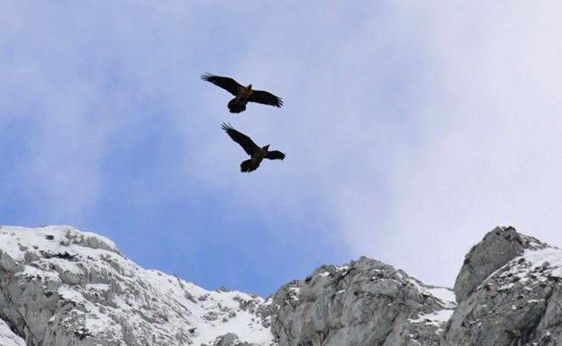 Siete quebrantahuesos serán liberados en los Picos de Europa