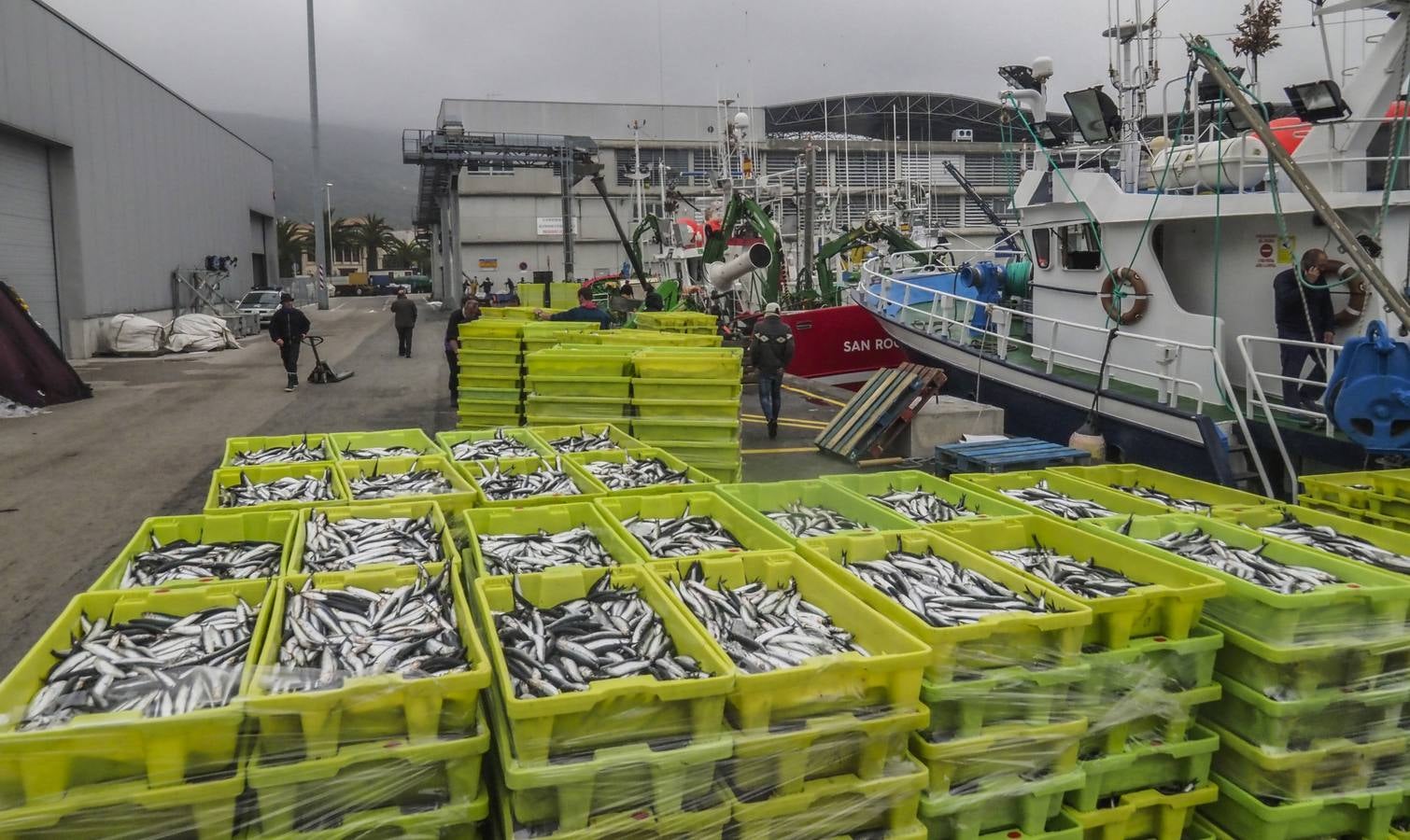 Fotos: Entra en las lonjas de Cantabria un millón de kilos de bocarte