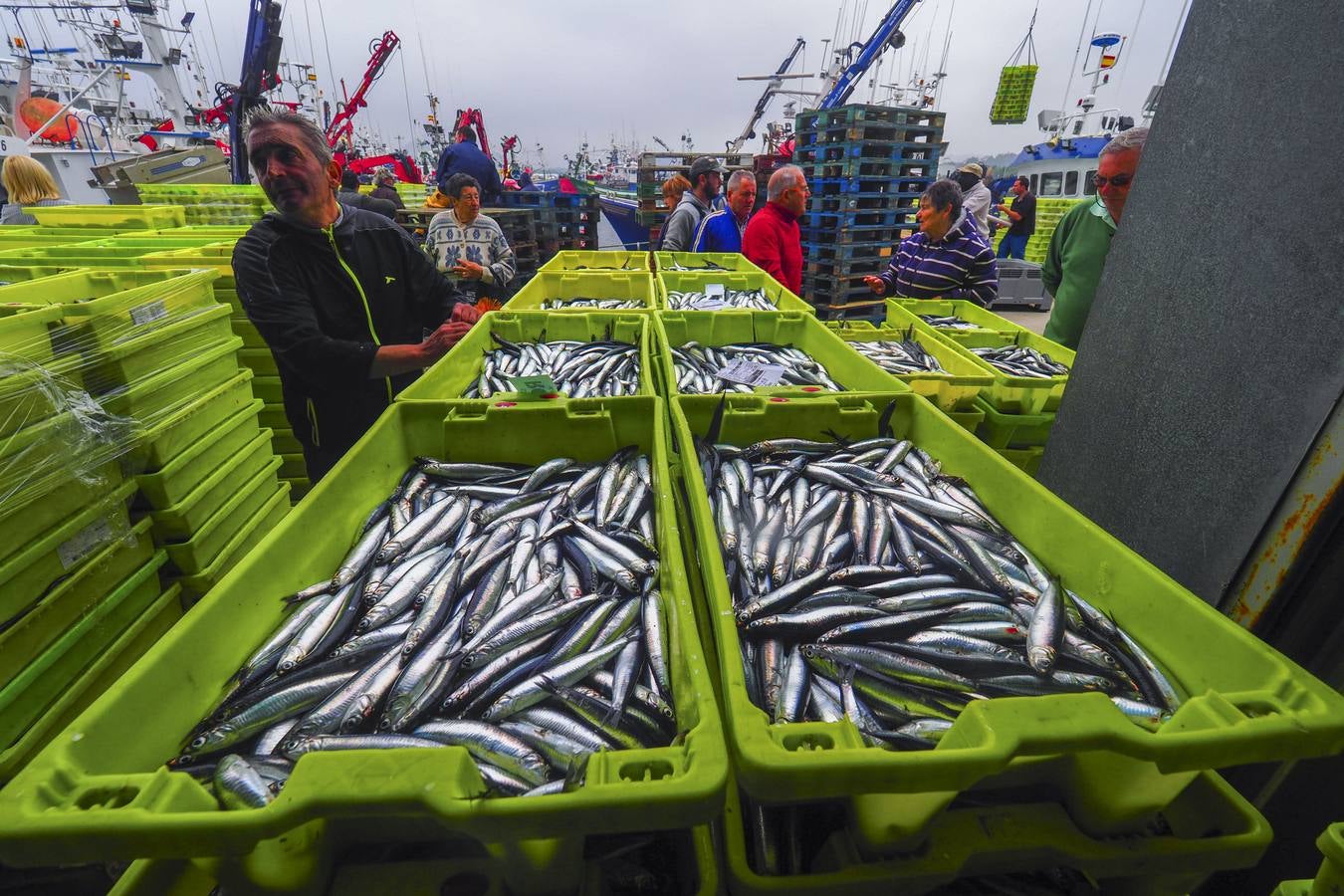 Fotos: Entra en las lonjas de Cantabria un millón de kilos de bocarte