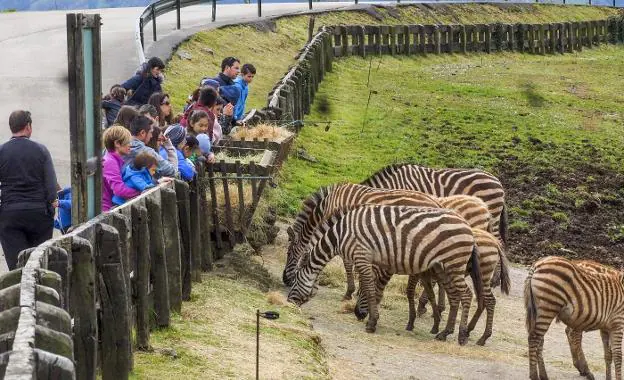 Unos visitantes observan desde detrás de la valla cómo pasta un grupo de cebras.