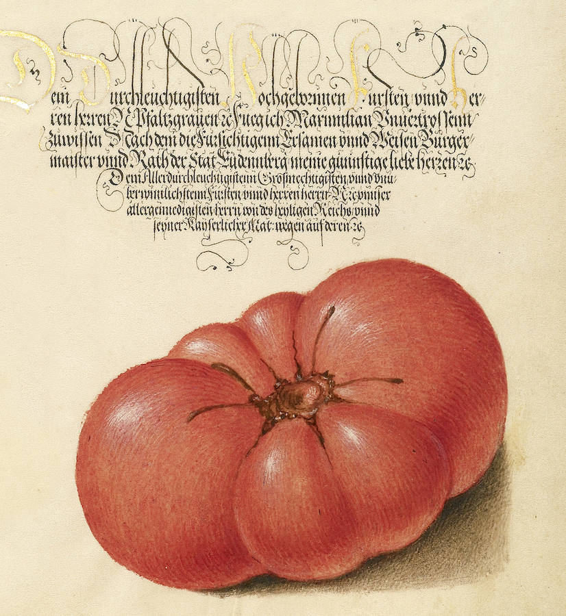 Tomate (Mira Calligraphiae monumenta, Joris Hoefnagel ca. 1591). 