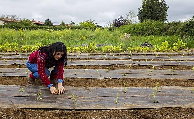 Gema cultiva en Maoño los productos ecológicos que luego vende en su tienda de Santander, 'La huerta de Teresa'. 