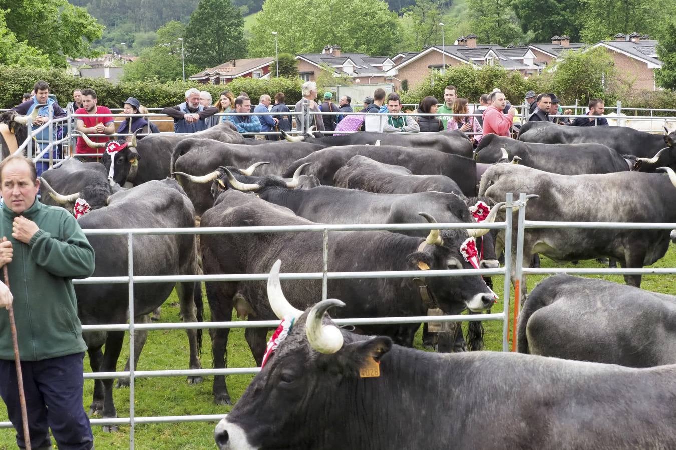 El municipio de Guriezo acogió su tradicional feria ganadera, en la que pese almal tiempo hubo una gran participación.