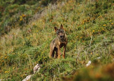 Imagen secundaria 1 - Los daños causados por la fauna salvaje le cuestan al Gobierno de Cantabria 470.000 euros