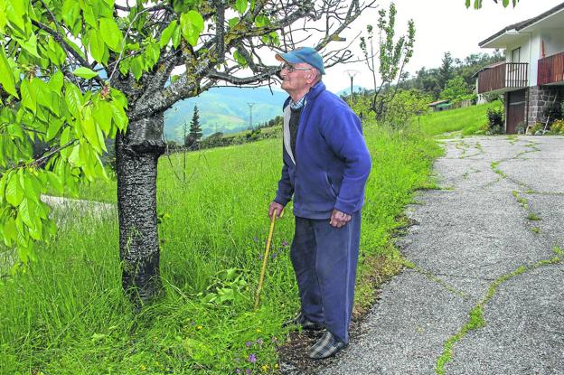 Esteban Velarde, junto al cerezo donde comió el oso y sobre la hierba que dejó pisoteada mientras se alimentaba.