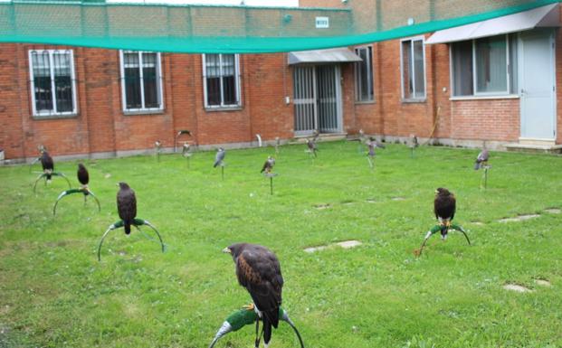 Imagen del equipo de halcones que 'trabaja' en el Seve Ballesteros. 