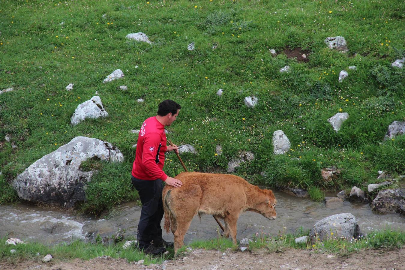 Fotos: Los ganaderos de Camaleño suben el ganado a los puertos de Áliva