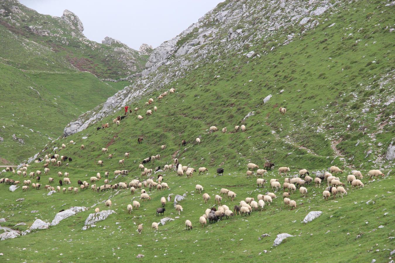 Fotos: Los ganaderos de Camaleño suben el ganado a los puertos de Áliva