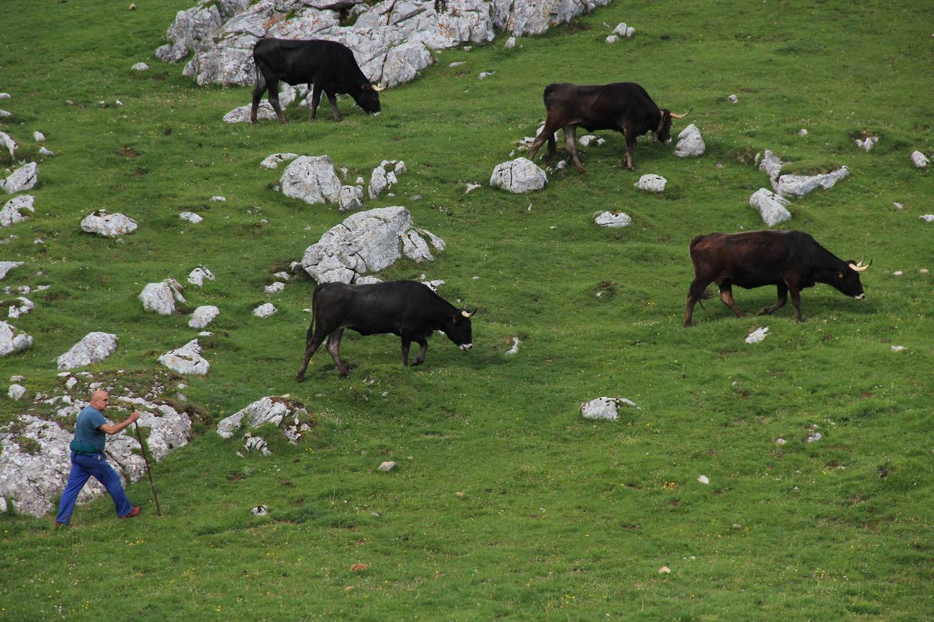 Fotos: Los ganaderos de Camaleño suben el ganado a los puertos de Áliva