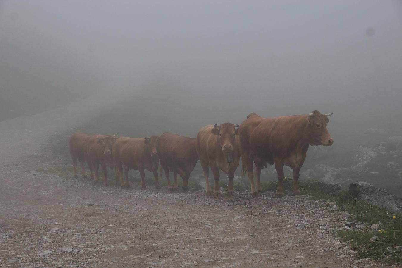 Fotos: Los ganaderos de Camaleño suben el ganado a los puertos de Áliva