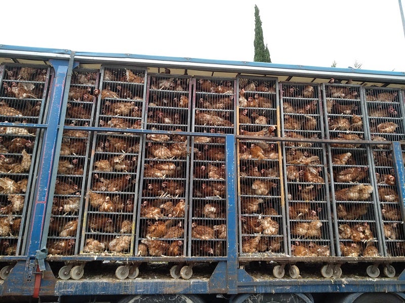 Fotos: Gallinas hacinadas