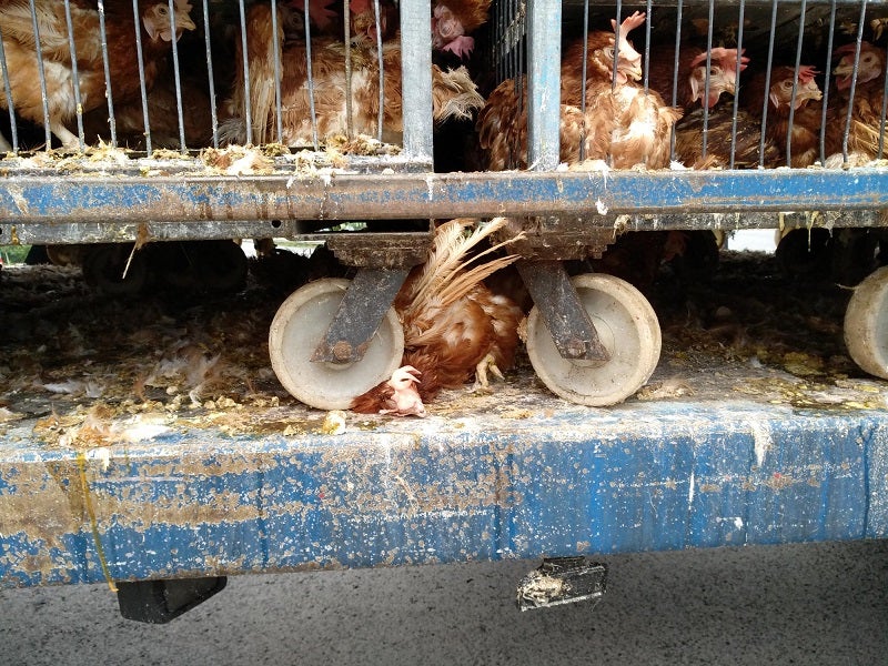 Fotos: Gallinas hacinadas