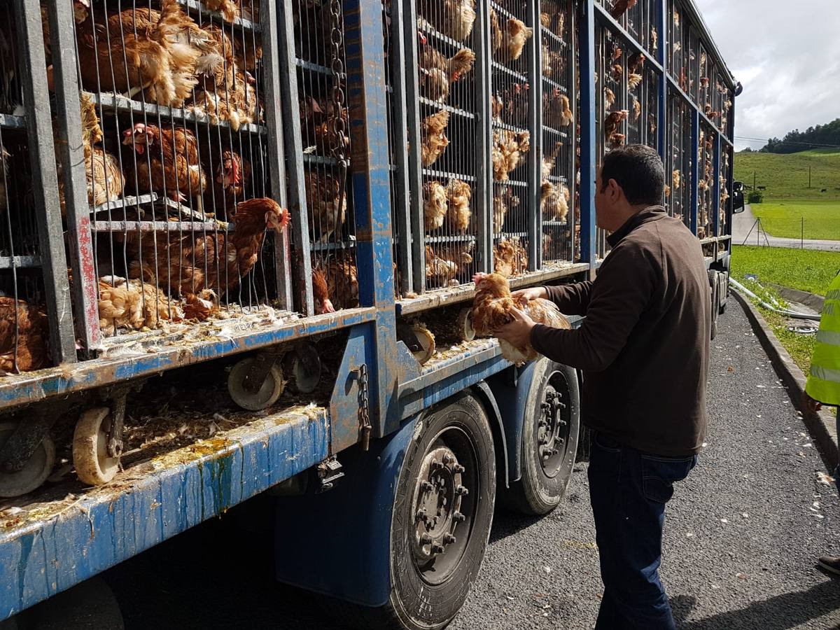 Fotos: Gallinas hacinadas