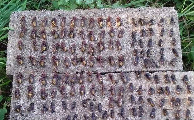 Cientos de avispas atrapadas en el trampeo de primavera. :: FAAC