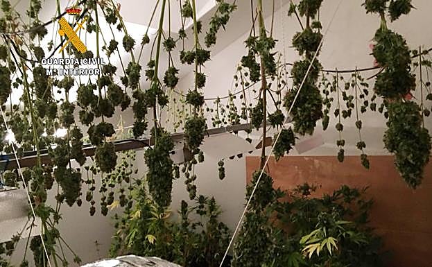 Algunas de las plantas de marihuana que ya estaban en proceso de secado.