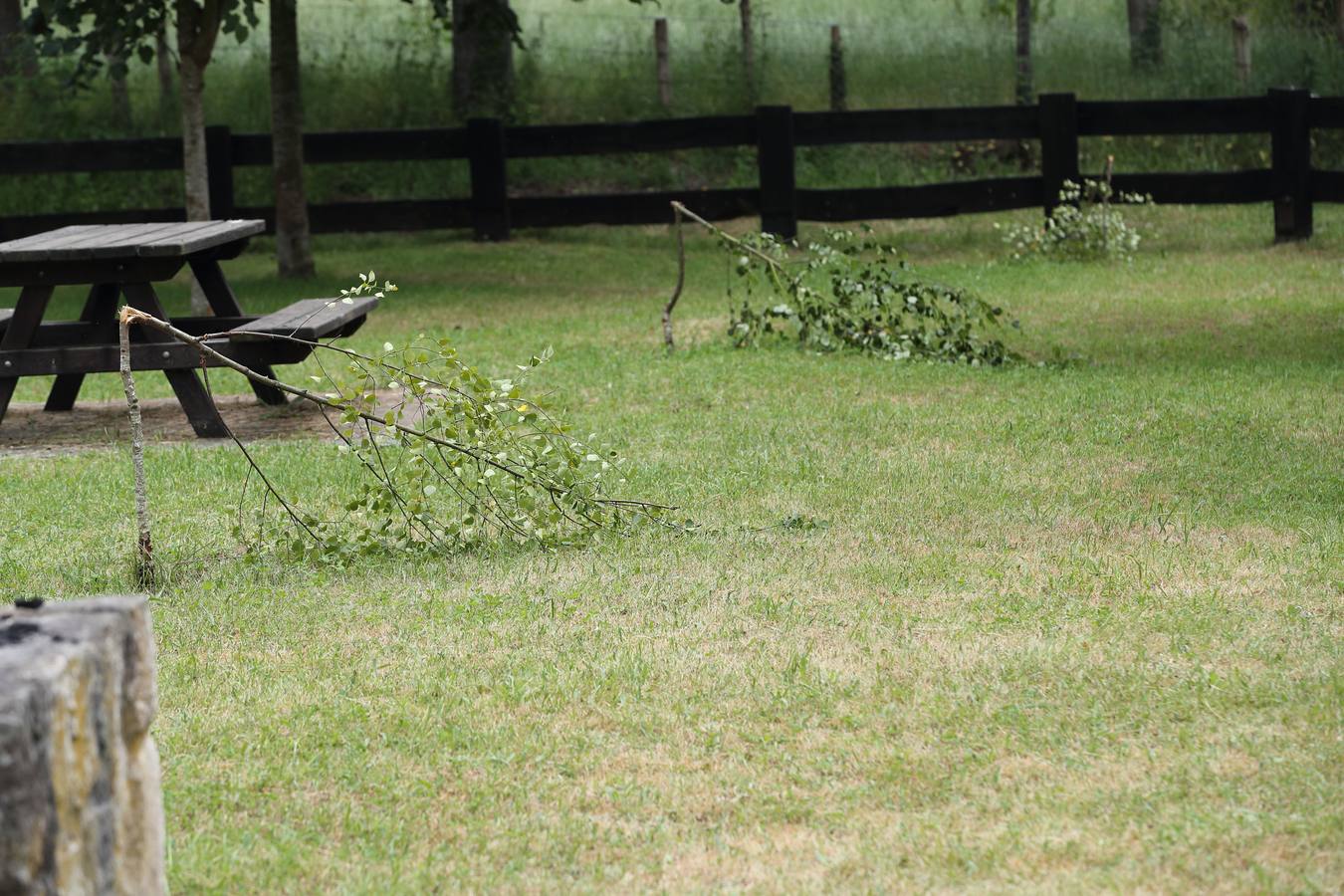 Fotos: Árboles completamente destrozados en el área recreativa de Terán