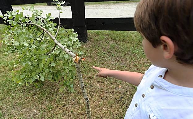 Uno de los árboles, con el tronco roto por la mitad.