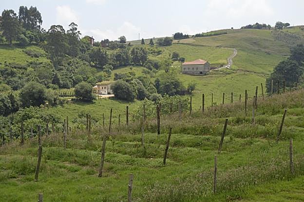 Los viñedos de El Pendo podrían dar su primera cosecha después del verano. :