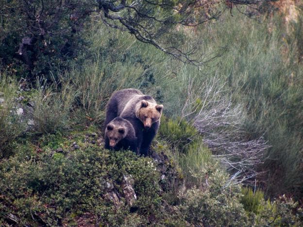 Una osa y su cría campean por una zona próxima a un pueblo de Liébana. 