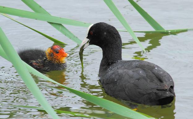 Imagen principal - Las Llamas, el parque de los pájaros